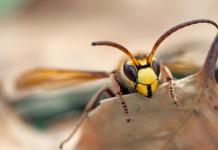 HORNET, the new improved TOR like anonymous network Hornet