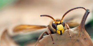 HORNET, the new improved TOR like anonymous network Hornet