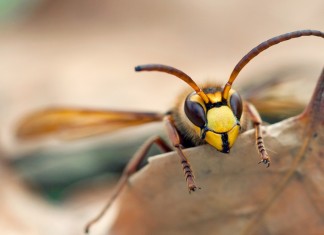 HORNET, the new improved TOR like anonymous network Hornet