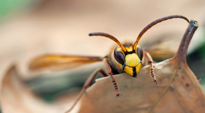 HORNET, the new improved TOR like anonymous network Hornet