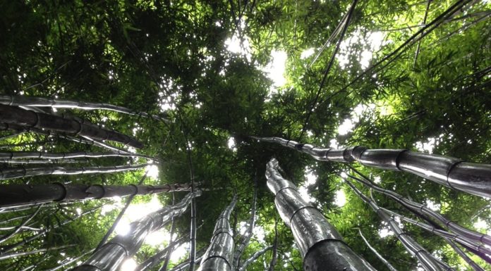 TRON Surpasses One Million User Accounts After Only Six Months of Launch